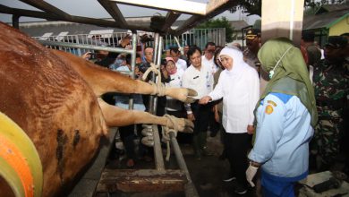 Photo of Jelang Natal dan Tahun Baru, Gubernur Khofifah Jamin Stok Bapok Hasil Peternakan di Jatim Aman dan Harga Stabil