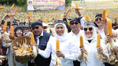 Photo of Panen Raya Jagung Bersama Masyarakat Samin, Gubernur Khofifah Sebut Jagung  Komoditas Andalan Jawa Timur