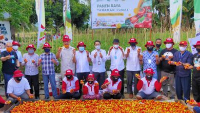 Photo of Panen Tomat Di Lahan Demonstration Plot (demplot) Menggunakan Pupuk Non-Subsidi NPK Phonska Plus