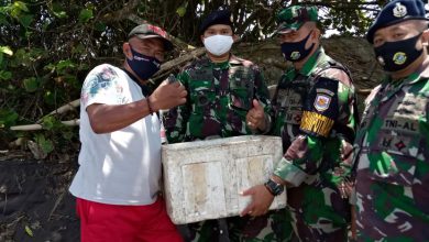 Photo of Pos TNI AL Blimbingsari Bersama Masyarakat Selamatkan Puluhan Tukik