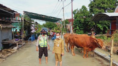Photo of Banjir Kedua Lebih Besar Genangi Rumah hewan Ternak diungsikan