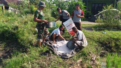 Photo of Tingkatkan Hasil Panen,  Babinsa Koramil Cerme Bantu Petani Memupuk Padi