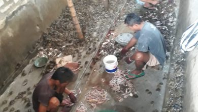 Photo of Kran Ekspor Belum Di Buka Pedagang Kodok Di Kabupaten Sampang Menjerit