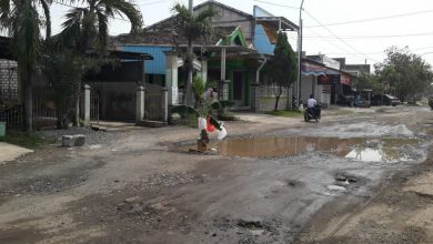 Photo of Tanam Pohon Pisang Saat Lebaran Jalan Raya Purworejo Metatu Kecamatan Benjeng Kabupaten Gresik