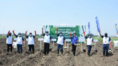 Photo of Dukung Swasembada Gula Petrokimia Gresik & PTPN X Kawal Petani Tebu  Melalui Program  MAKMUR