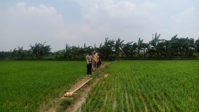 Photo of Lagi tersengat Aliran Listrik Di Sawah