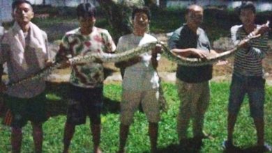 Photo of Ular Piton Panjang 4 Meter Di Taman Ditemukan Warga