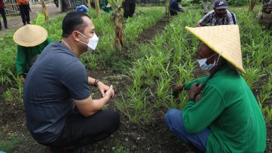 Photo of Pemkot Surabaya Manfaatkan Lahan BTKD Tambak Wedi untuk Urban Farming