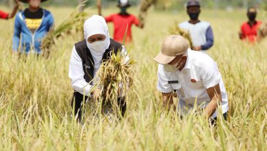 Photo of Pacu Peningkatan Produktivitas Pertanian, Gubernur Khofifah Panen Raya Padi di Bumi Reog Ponorogo
