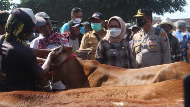 Photo of “Tidak Berbaya Dikusumsi” Waspadai Virus Penyakit Mulut dan Kuku, Polres Lumajang Cek ke Pasar Hewan Bareng Stakeholder Terkait