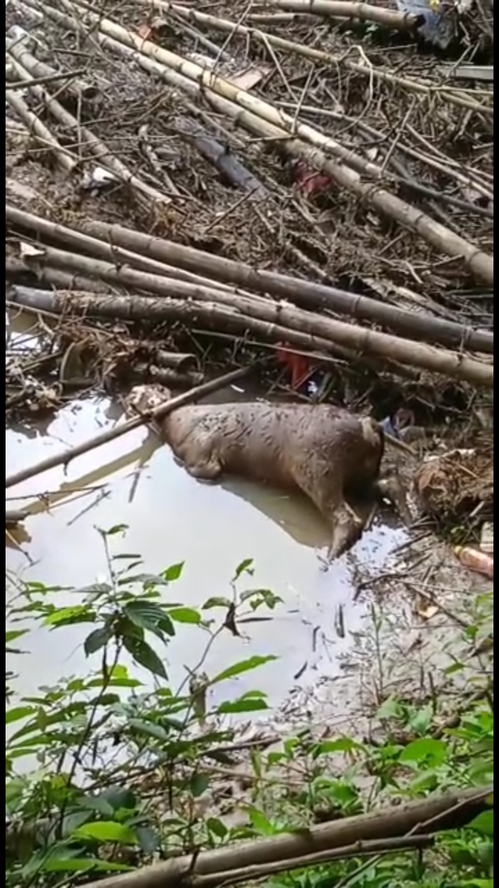 Warga Di Hebohkan Dengan Adanya Bangkai Sapi Di Aliran Sungai Dorronlinenews Com