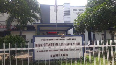 Photo of Pemerintah Di Nilai Lamban Tangani Wabah PMK Di Kabupaten Sampang