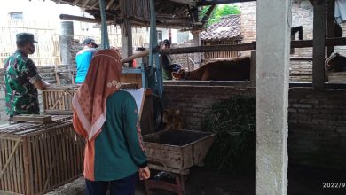Photo of Cegah Penyebaran PMK, Babinsa Sananwetan Dampingi Vaksinasi Hewan Ternak Di Wilayah Binaannya