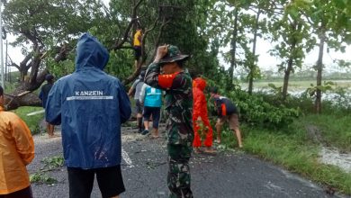 Photo of Gerak Cepat Babinsa Koramil 0817/13 Ujungpangkah Bersama Instansi Terkait atasi Pohon Tumbang