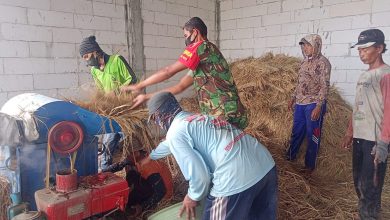 Photo of Babinsa Kedamean Bangkitkan Semangat Petani untuk Tanam Padi Guna Ketahanan Pangan di Wilayah