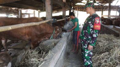 Photo of Kepedulian Babinsa Balongpanggang, Kunjungi Langsung Kandang Sapi Ternak Warganya