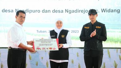 Photo of Bersama Menteri Pertanian RI Panen dan Tanam Padi di Tuban, Gubernur Khofifah Ajak Wujudkan Kedaulatan Pangan Indonesia