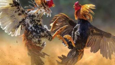 Photo of Arena Sabung Ayam  di Desa Karangsono Kesamben Blitar Menjadi Surga Dunianya Para Botoh Besar Luar Kota