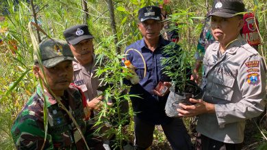 Photo of Polisi Bersama Relawan Temukan Tanaman Ganja Saat Cari Korban Longsor