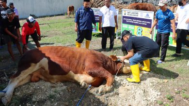 Photo of Tradisi Kebahagiaan Idul Adha, Kapolres Gresik Bagikan 86 Hewan Kurban