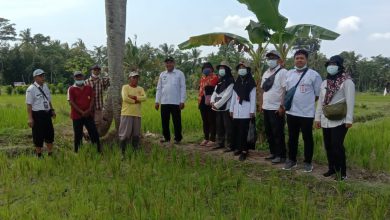 Photo of Empat Tehnologi Pengendalian Populasi Tikus Diterapkan Di Wilayah Kabupaten Lumajang