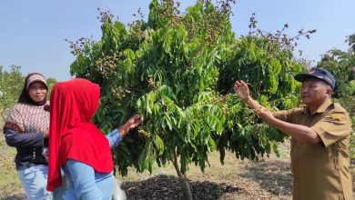 Photo of Guna Miningkatkan PAD Pengalangan Ciptakan Wisata Petik Buah