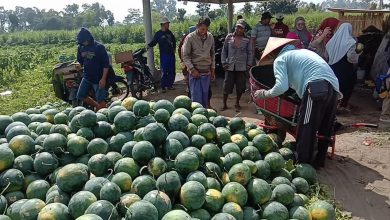 Photo of Panen Raya Semangka Hasil Tumpangsari dengan Tanaman Pace Petani Raih Keuntungan Melimpah