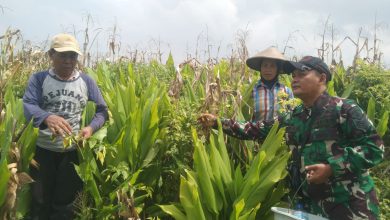 Photo of Dukung Ketahanan Pangan, Babinsa Driyorejo Bantu Petani Panen Cabai Rawit