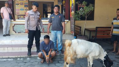 Photo of Melakukan Aksi Pencurian Kambing, Lelaki Paruh Baya Dibekuk Petugas