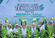 Photo of Petrokimia Gresik Bersama  PT Djarum  Sukses  Tingkatkan  Produktivitas  Petani  Tembakau Dalam Program  MAKMUR Di  Grobogan