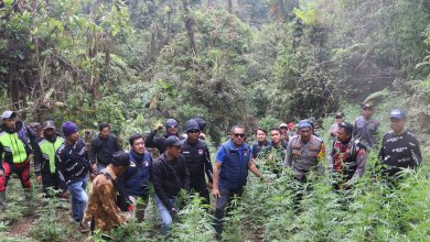 Photo of Bongkar Ladang Ganja Raksasa Di TNBTS Polda Jatim Dan Polres Lumajang Amankan Ribuan Batang Ganja