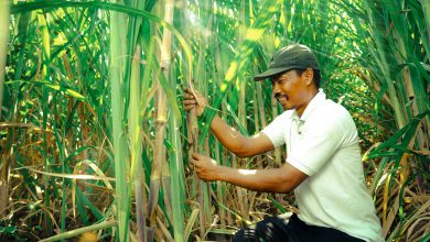 Photo of Petrokomia Gresik  Melalui Program  Makmur Besutan Erick  Thohir Berhasil  Tingkatan  Pendapatan  Lebih Dari 166 Ribu  Petani di Seluruh  Indonesia