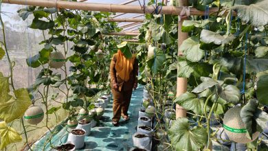 Photo of Budidaya Melon Hidroponik, Pemdes Samirplapan Gresik Mulai Kembangkan Bisnis