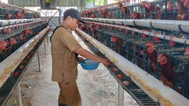 Photo of Jalankan Program Ketahanan Pangan, Desa Banjarsari Manyar Sukses Budidaya Ayam Petelur