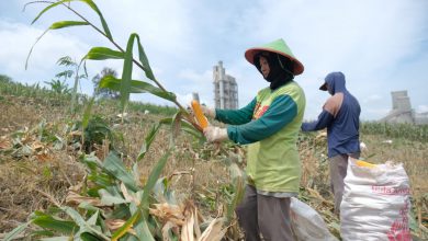 Photo of SIG Tingkatkan Kesejahteraan Petani di RembangMelalui Program Semen Gresik Sahabat Petani