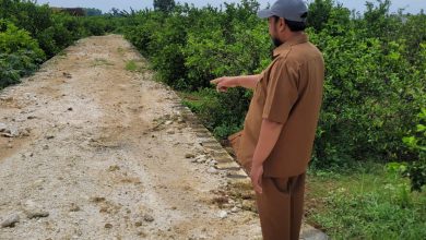 Photo of Sejahterakan Petani Jeruk, Pemdes Bolo Gresik Bangun Akses Jalan