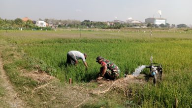 Photo of Melalui Program Pompanisasi, Babinsa Koramil Wringinanom Bantu Petani Mengairi Sawah