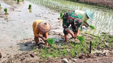 Photo of Babinsa Koramil 0817/09 Balongpanggang Berperan Aktif Dorong Ketahanan Pangan