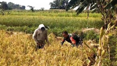 Photo of Babinsa Bantu Petani Binaan dalam Panen Padi, Wujud Dukungan TNI terhadap Ketahanan Pangan