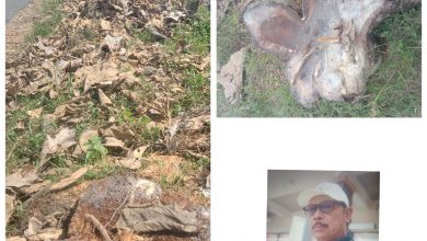 Photo of Penebangan Pohon Jati Di Dusun Sukowati Tanpa Prosedur Peraturan, Kepala Desa Ikut Bertanggung Jawab