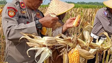 Photo of Panen Raya Jagung di Desa Karangandong, Driyorejo: Wujud Nyata Sinergi untuk Ketahanan Pangan di Gresik