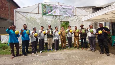 Photo of Wujud Ketahanan Pangan, Warga Panen dan Petik Melon Adinda, Kinanti, Kirani dan Hani Kolaborasi Desa Sukomulyo dan PT Smelting