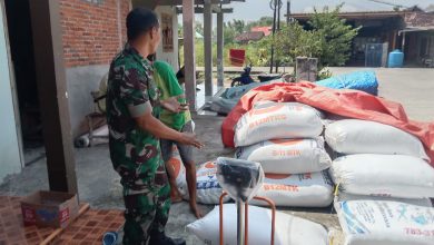 Photo of Babinsa Kedamean Dampingi Serapan Gabah Petani di Wilayah Binaan
