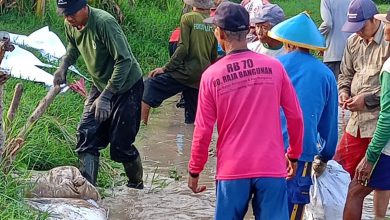 Photo of Warga Bungah Gresik Bentengi Sawah dari Luapan Bengawan Solo dengan Tanggul Darurat