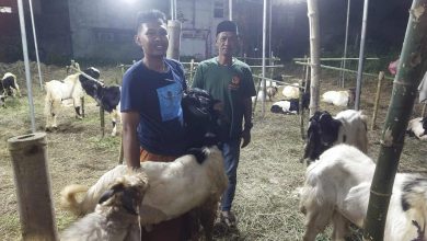 Photo of Kandang Sonto Gembolo Jual Kambing Kurban Dengan Berbagai Penawaran dan Harga Yang Terjangkau