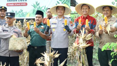 Photo of Kapolres Gresik Ikut Panen Raya Jagung, Dukung Swasembada Pangan 2025
