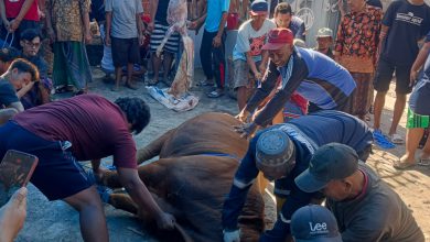 Photo of Jumlah Hewan Kurban di Mojoasem Naik, Warga Semakin Antusias