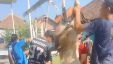 Photo of Syukuri Perayaan Idul Adha, Kades Kesamben Wetan Sumbang Seekor Sapi