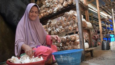 Photo of SIG Bantu Sekolah Perempuan Sukses Kembangkan Budi Daya Jamur Tiram di Padang